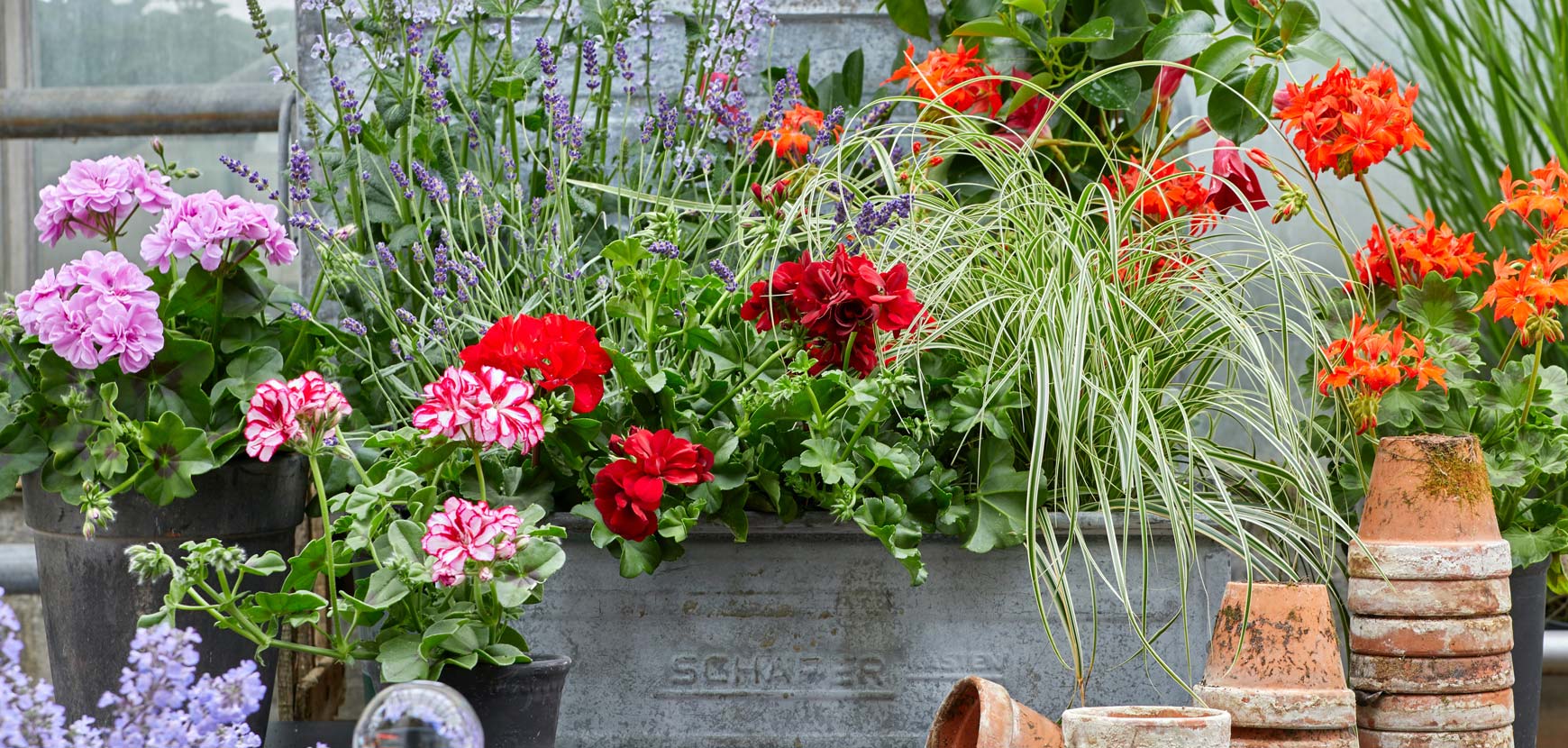 Annuali da piantare in Primavera