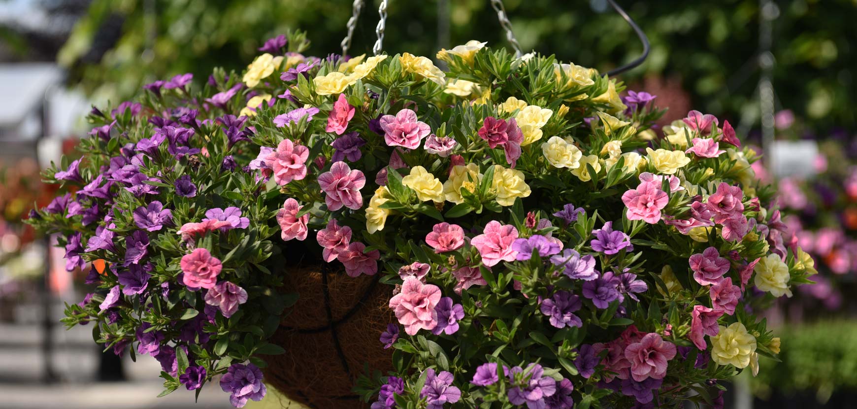 Calibrachoas MILLION BELLS ®