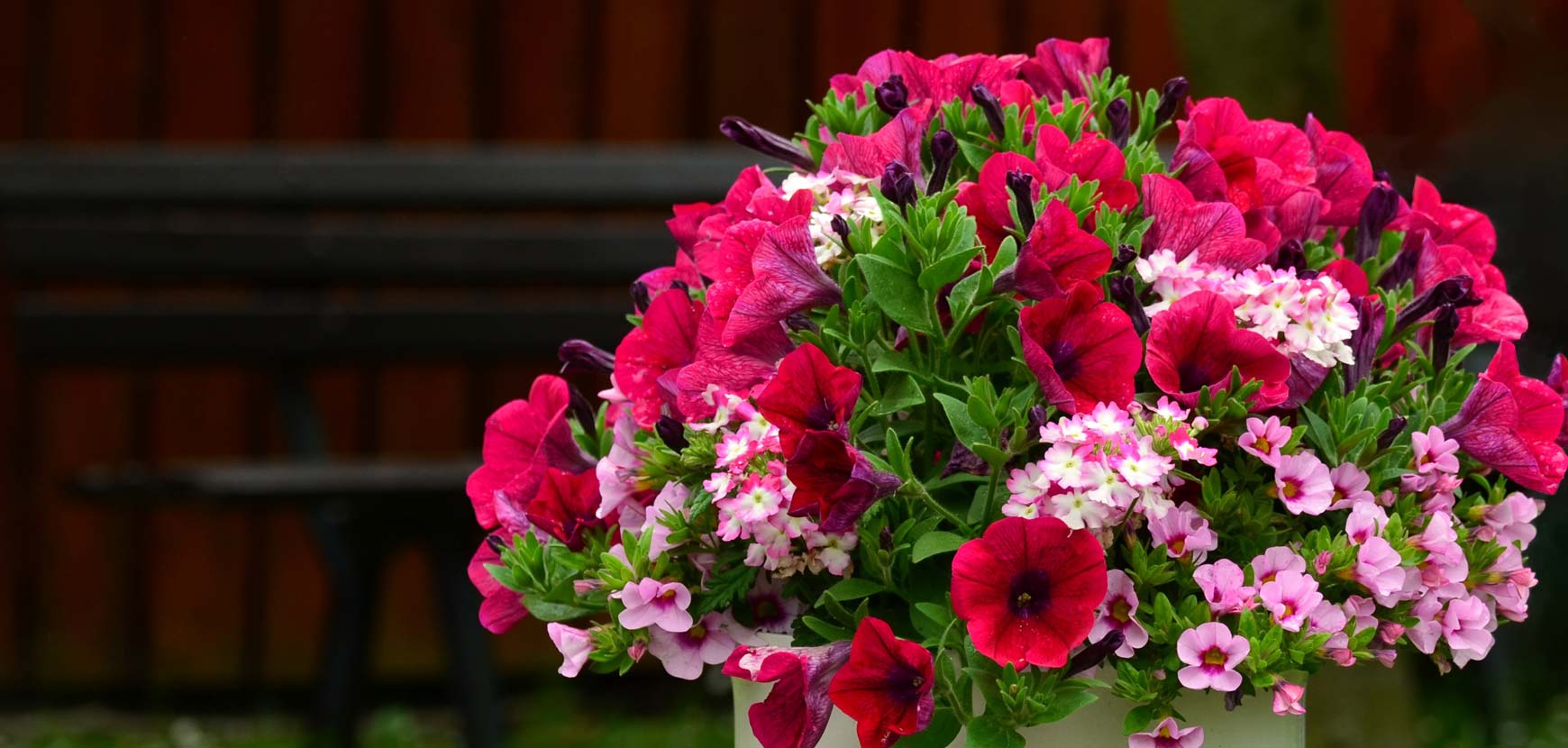 Compositions prêtes à planter