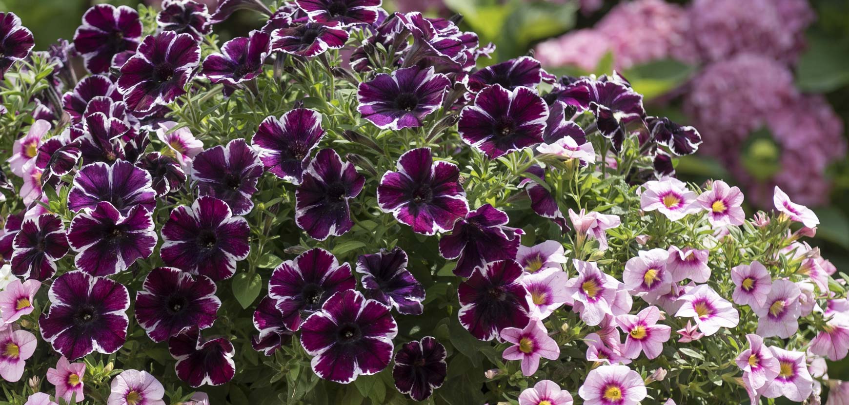 Autres plantes annuelles