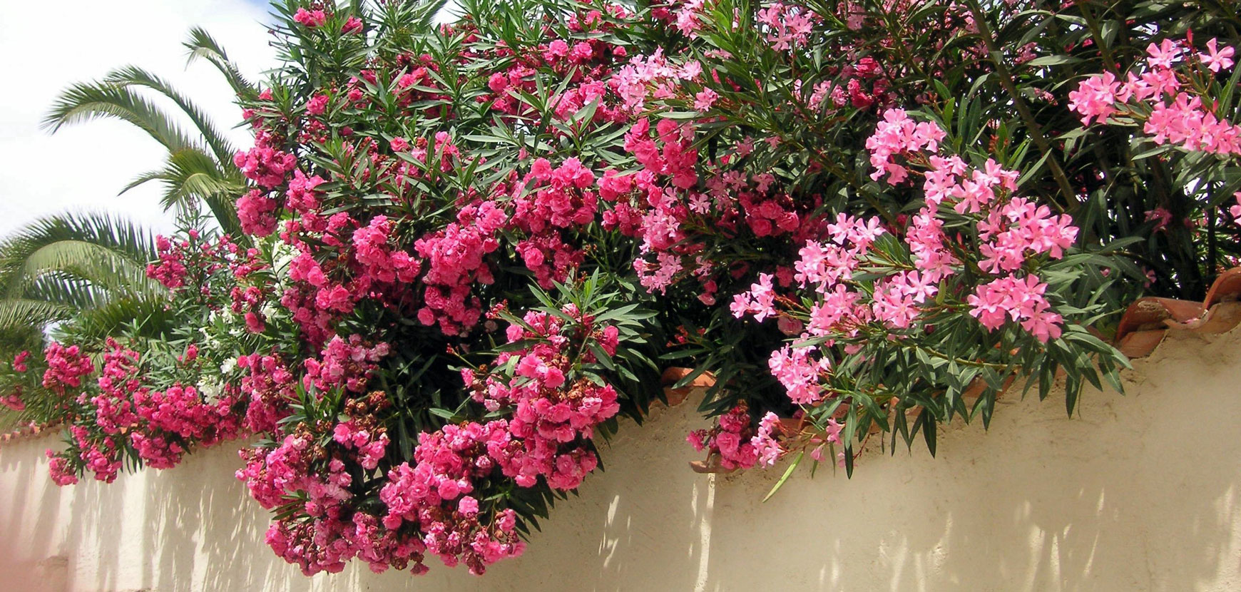 Arbusti mediterranei