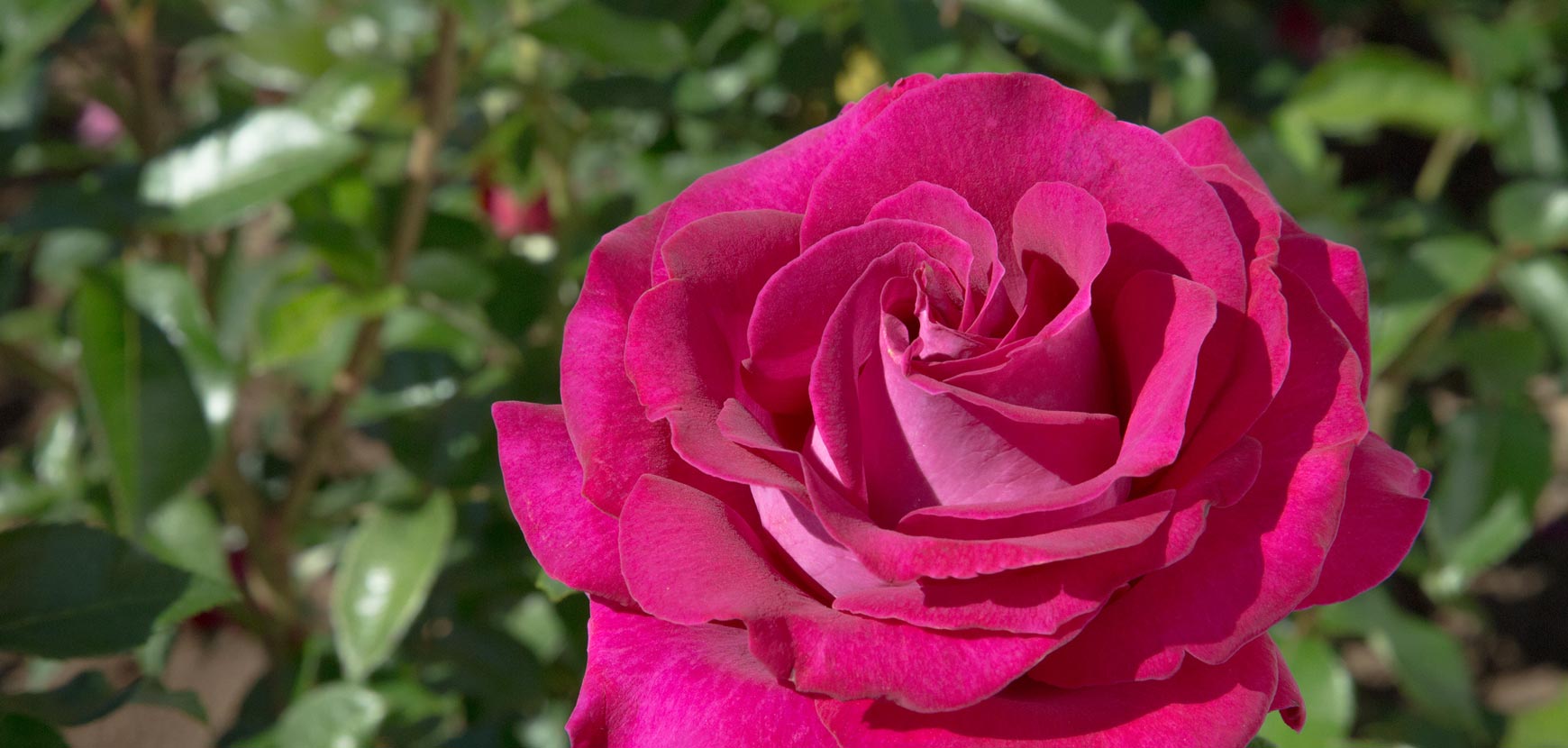 Rose a cespuglio a grandi fiori