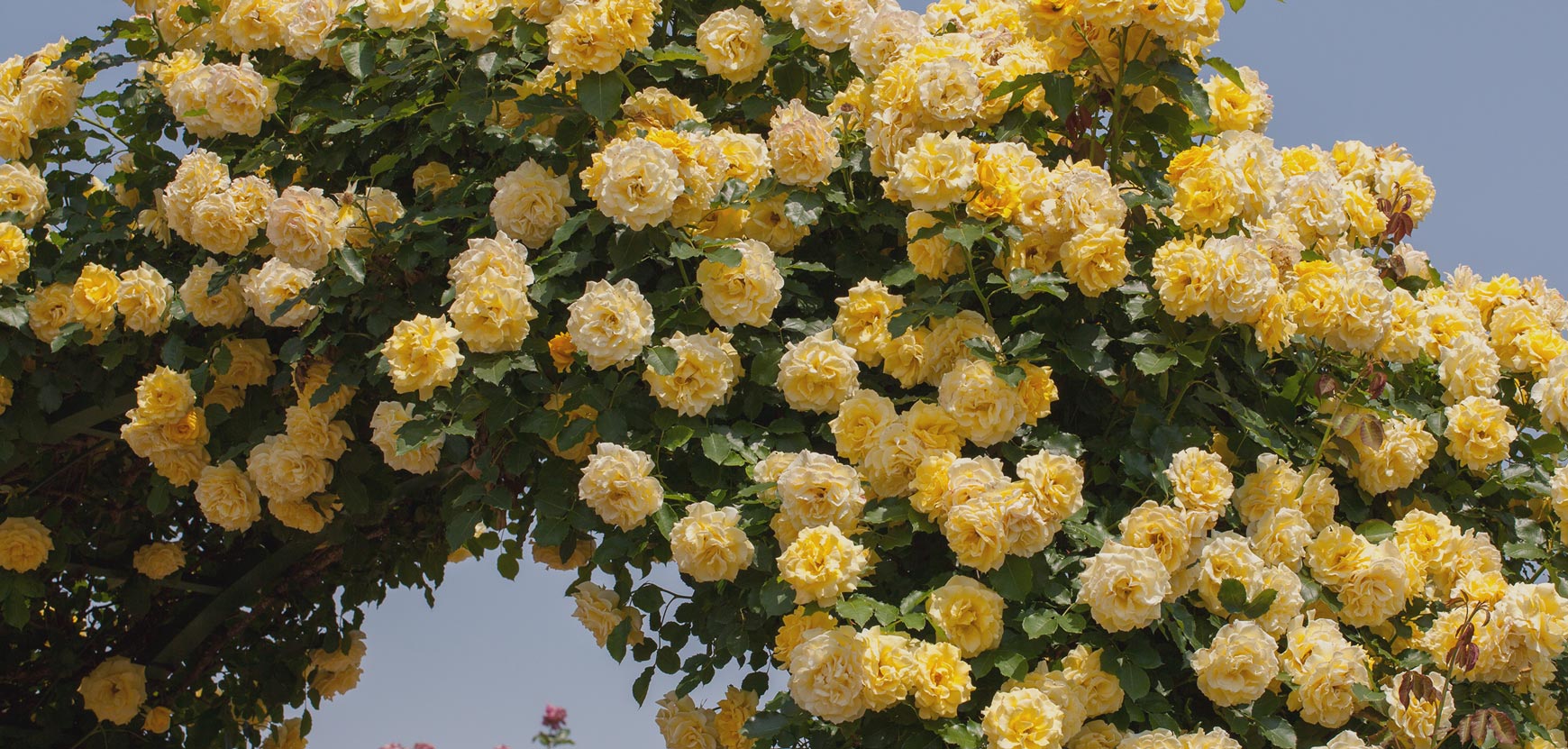 Rose rampicanti a grande sviluppo L