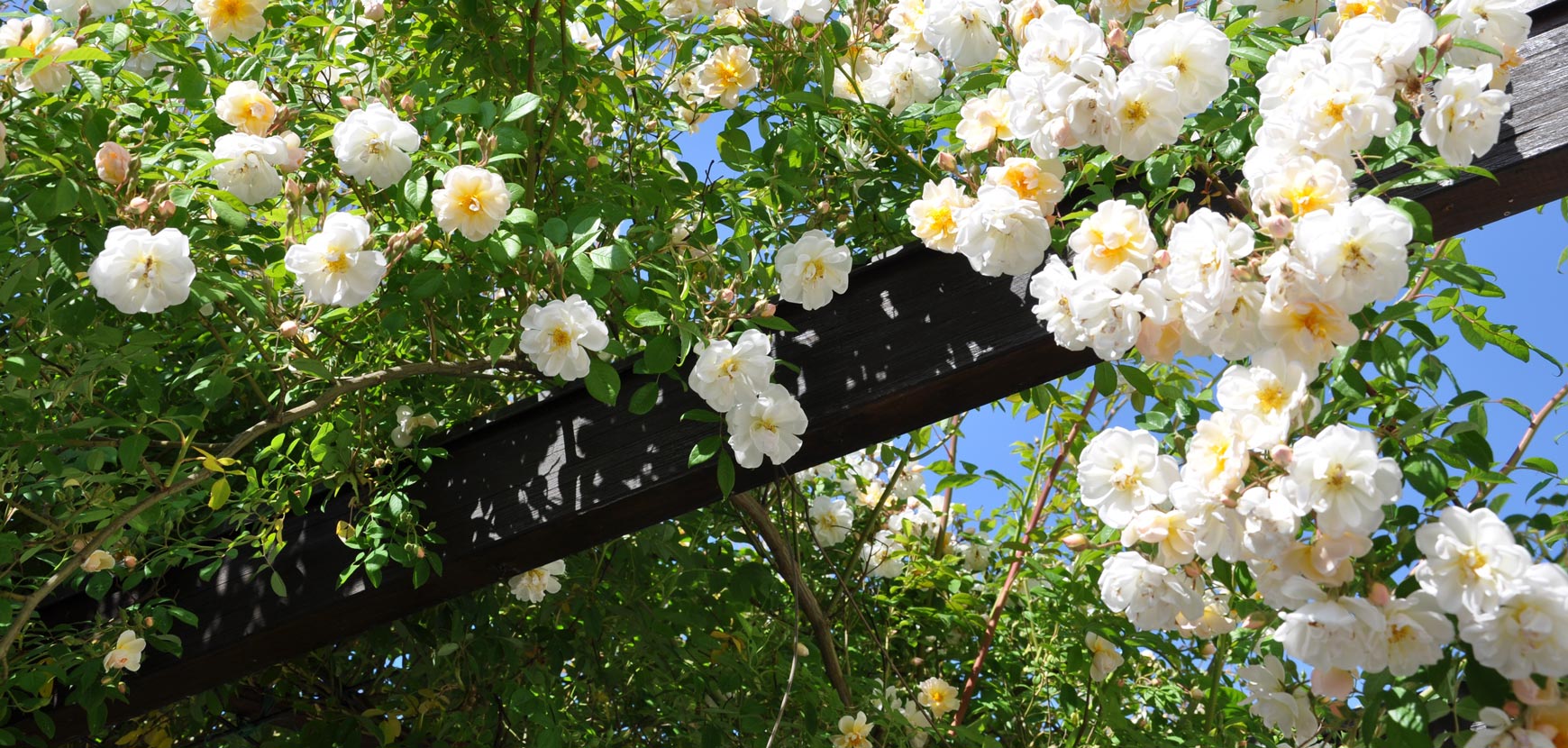 Rose rampicanti XL e di tipo liana (Rambler)