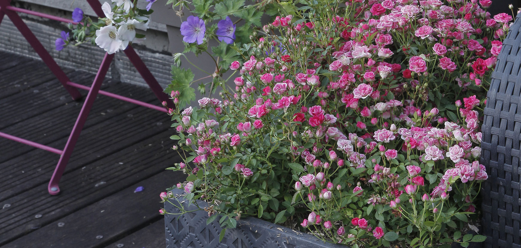 Rose in vaso da 2 e 3 litri