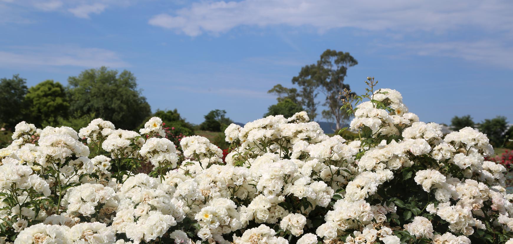 Rose STREET COLORS ®