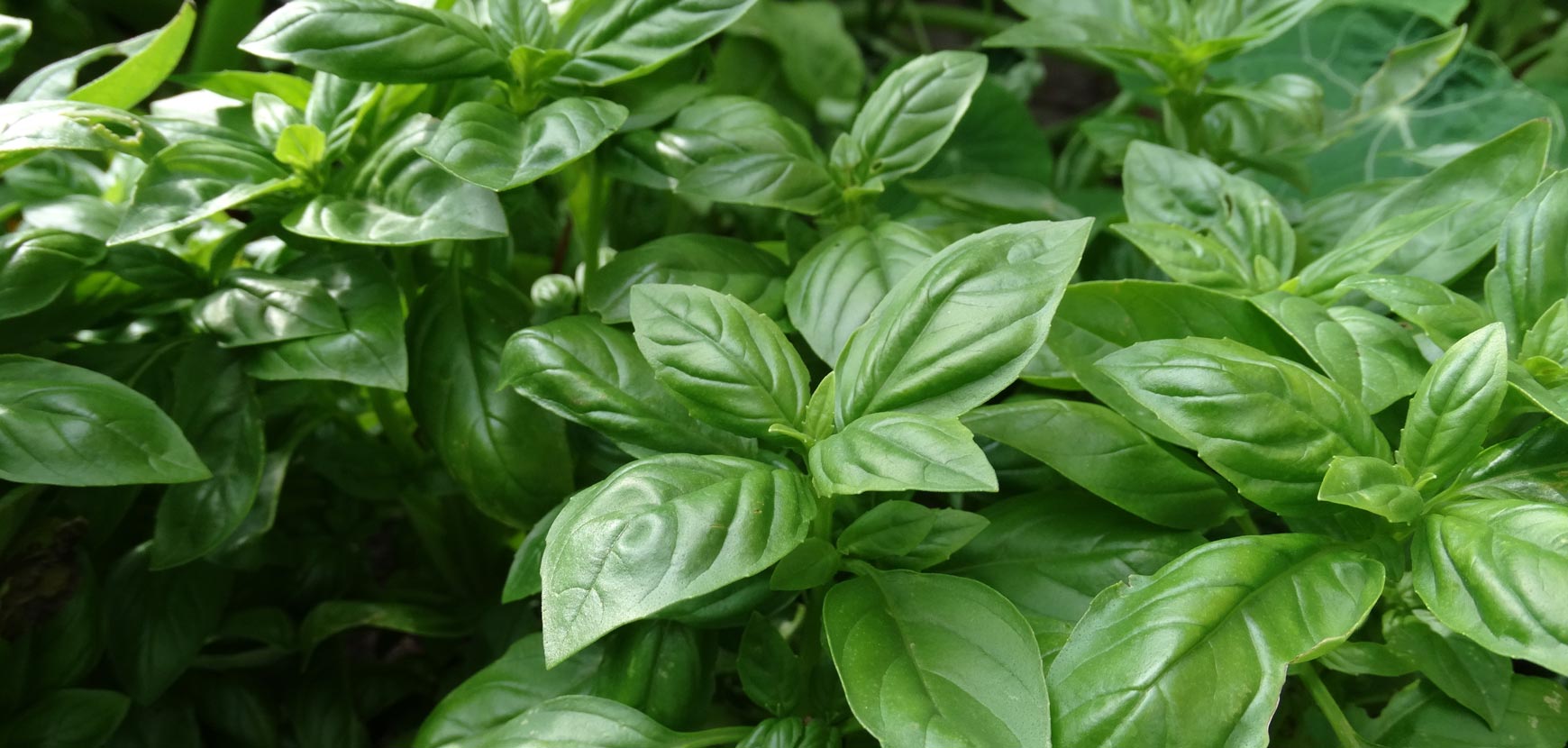 Semi di aromatiche e condimenti