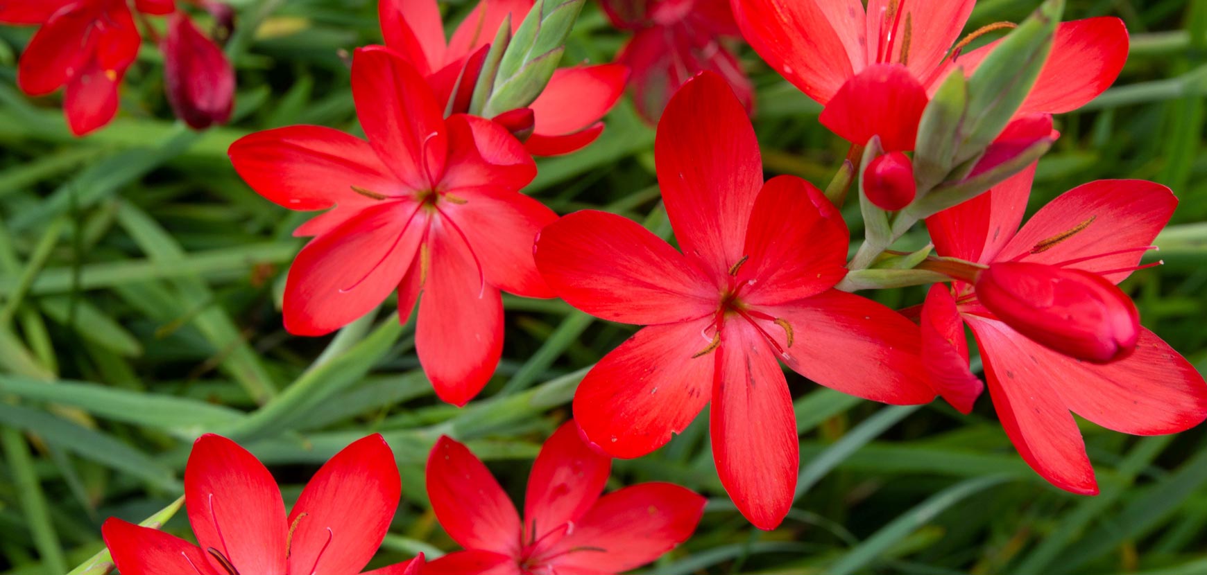 Altre varietà di perenni