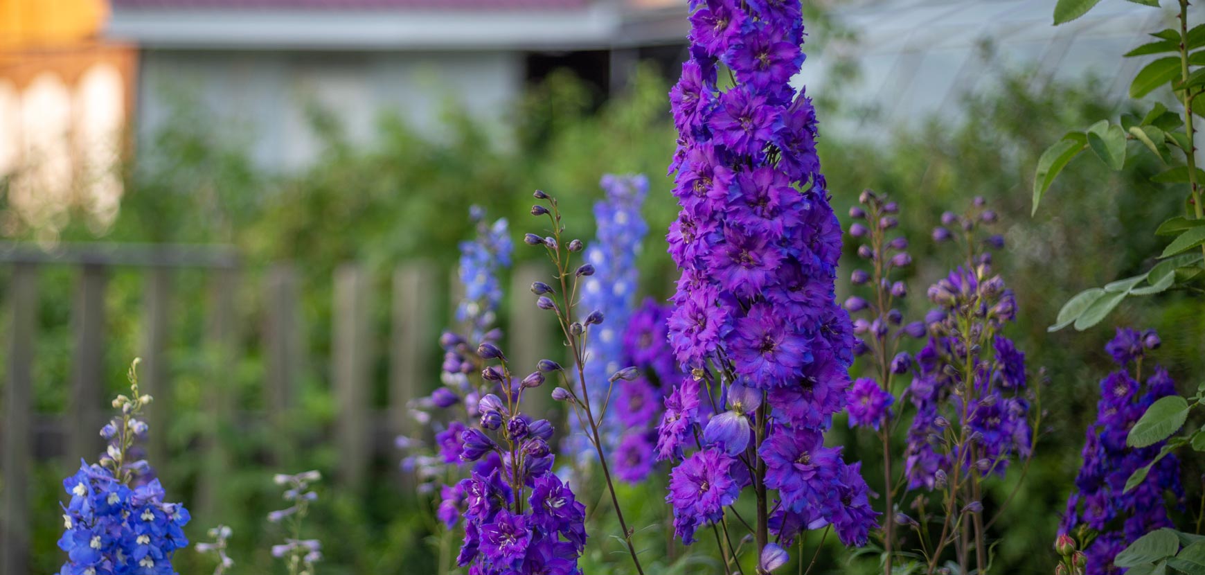 Delphiniums