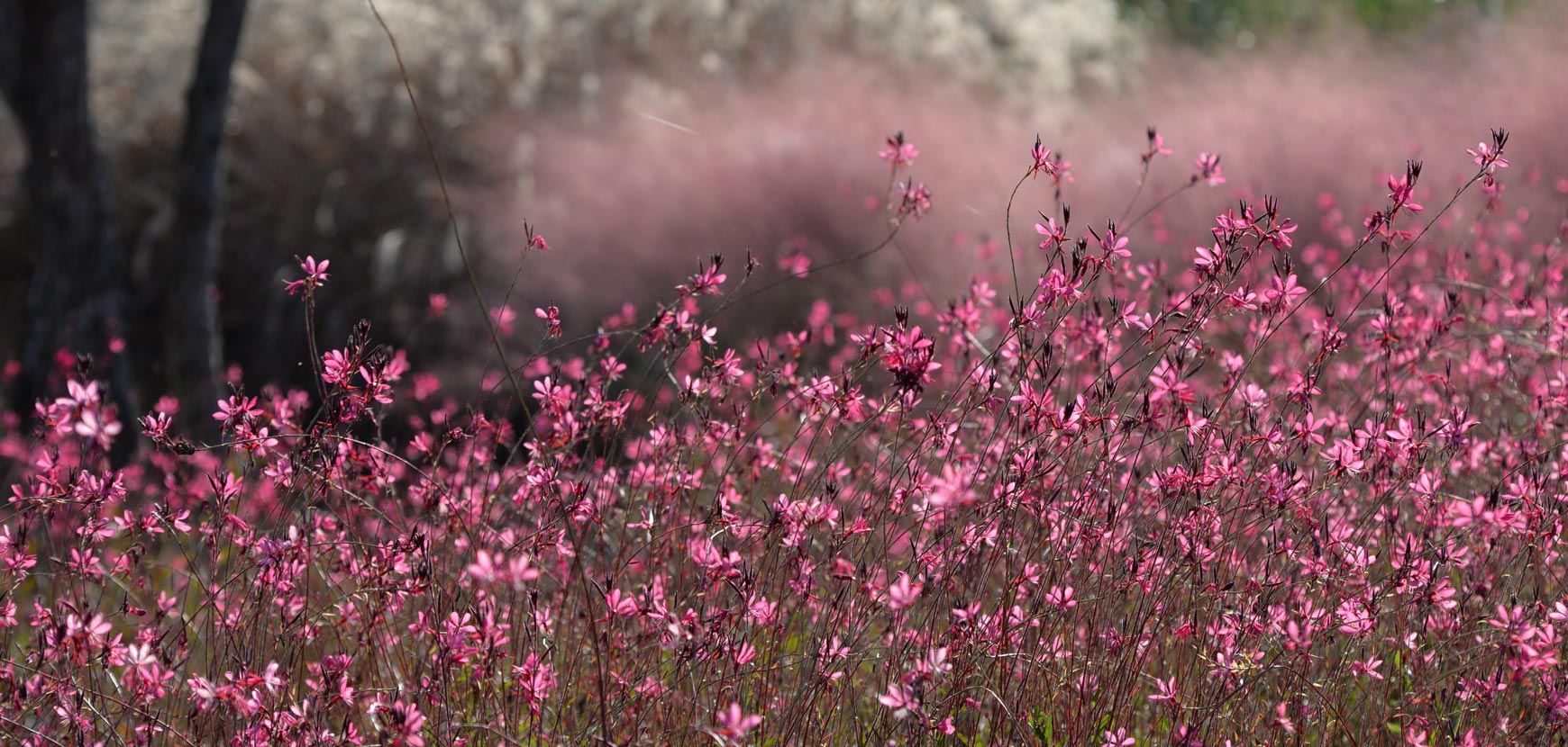 Gaura