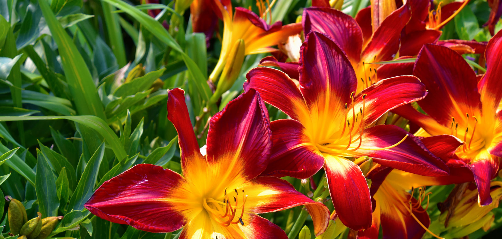 Hemerocallis