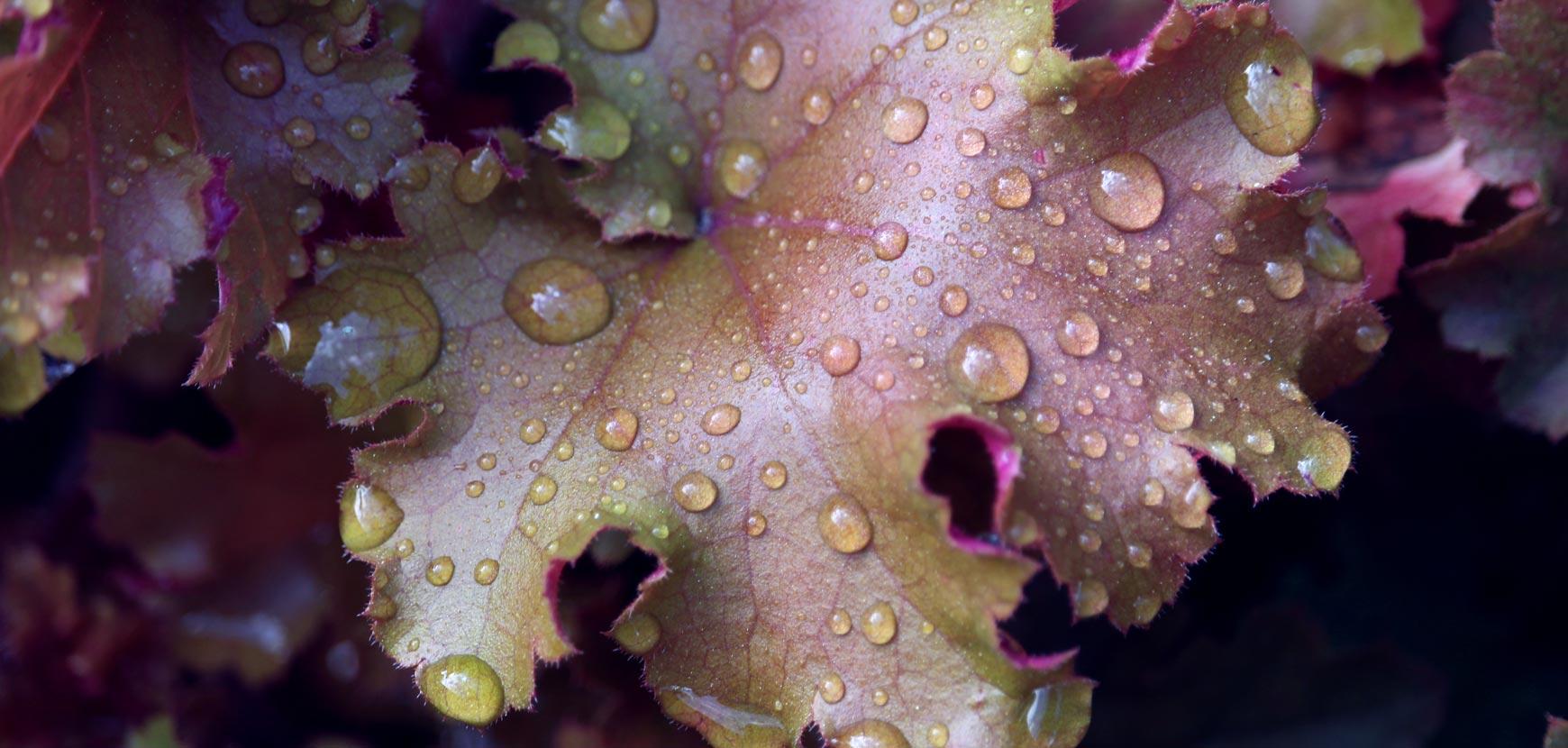 Heuchere (Campane di corallo)