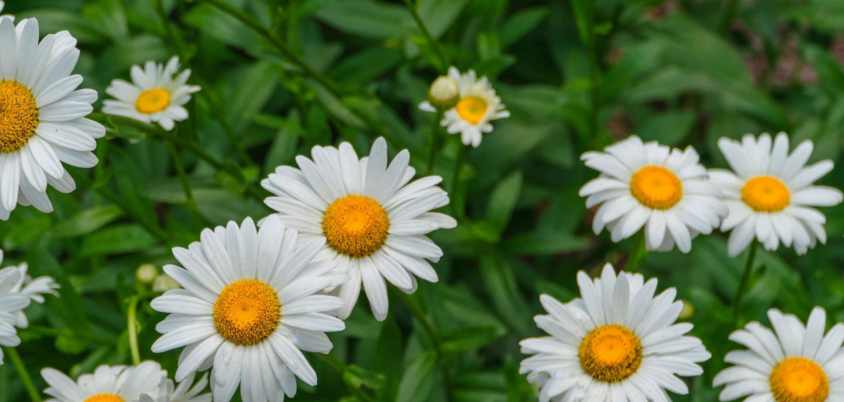 Margherite e compagnia