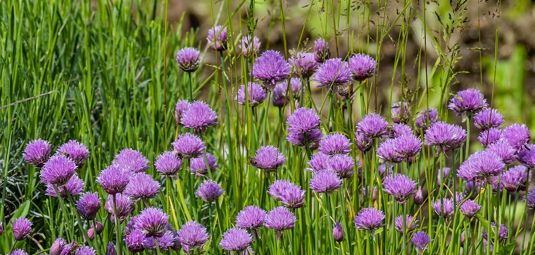 Piante aromatiche e da condimento