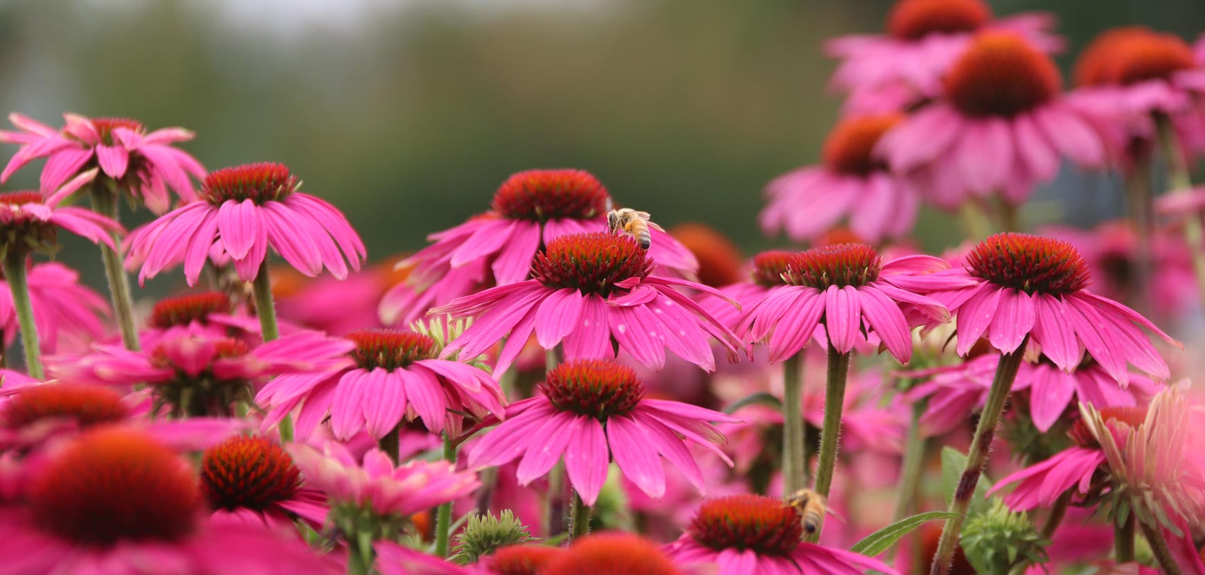Rudbeckia e Echinacee