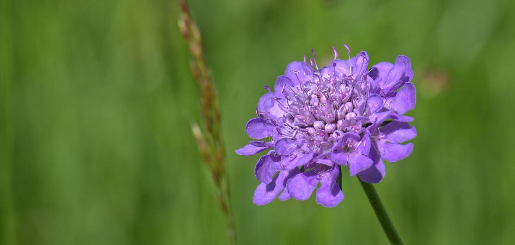 Scabiose