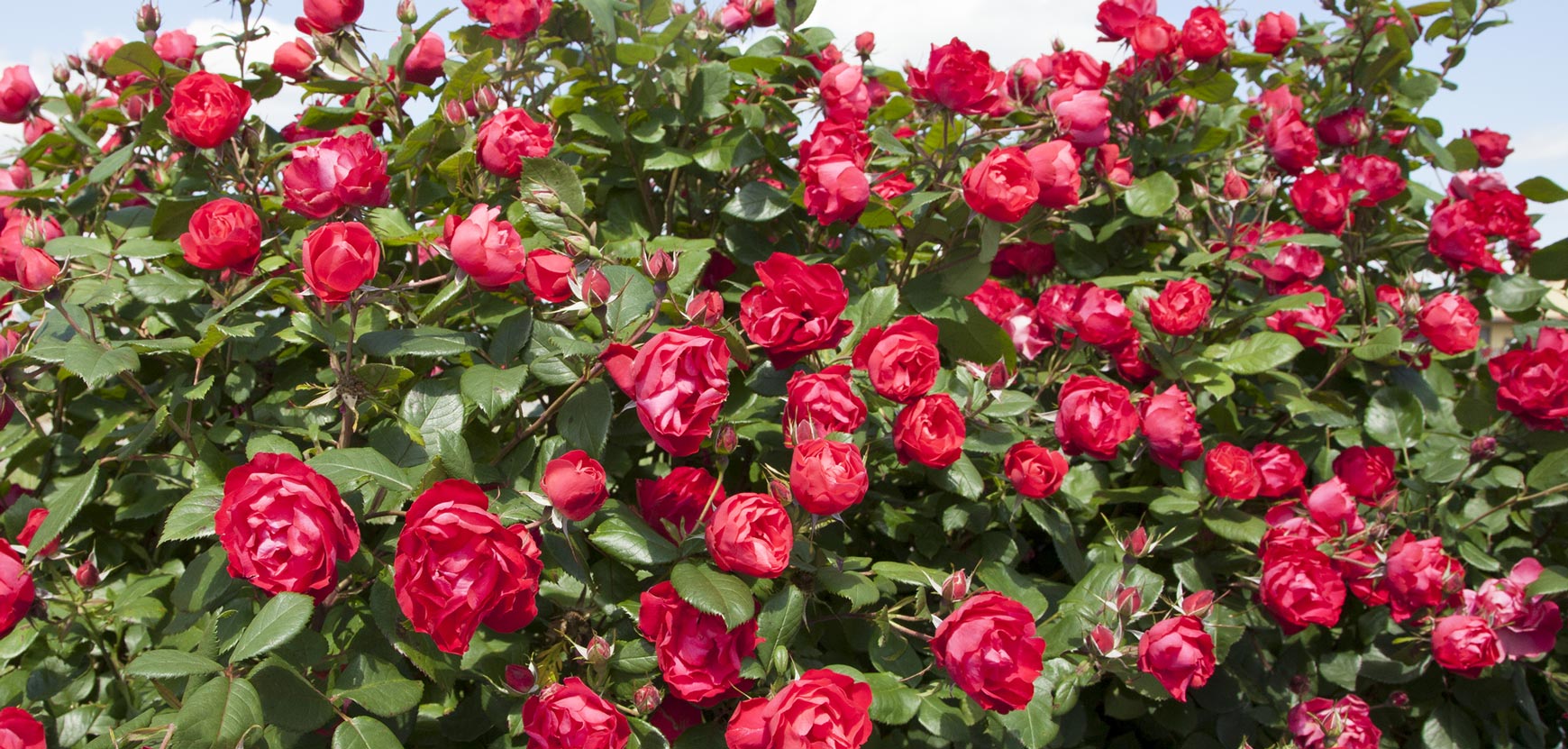 Rose zero trattamenti e premiate