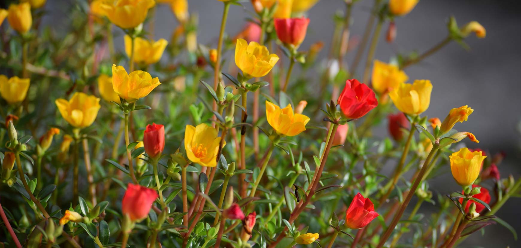Terrazze e balconi al sole