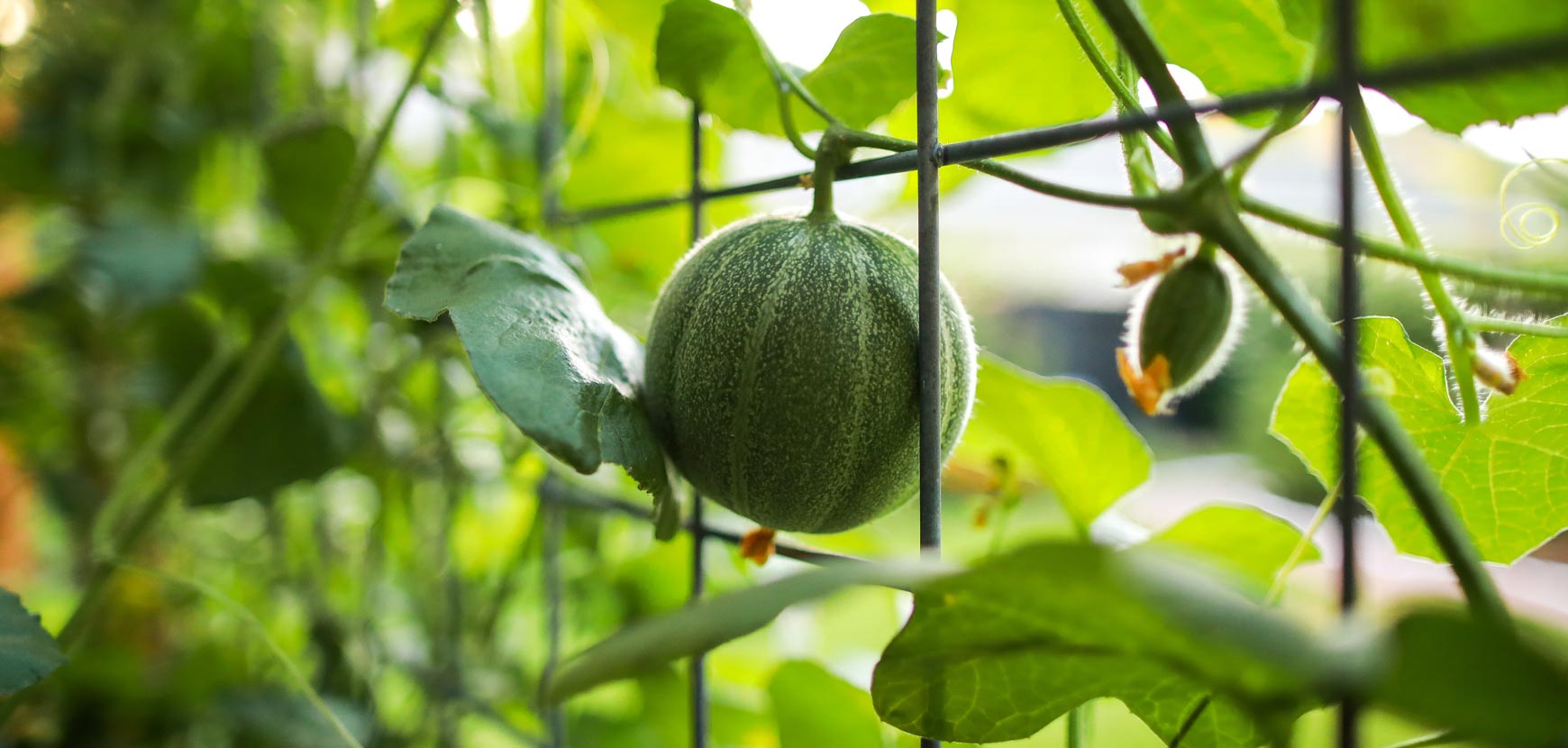 Autres plants potagers