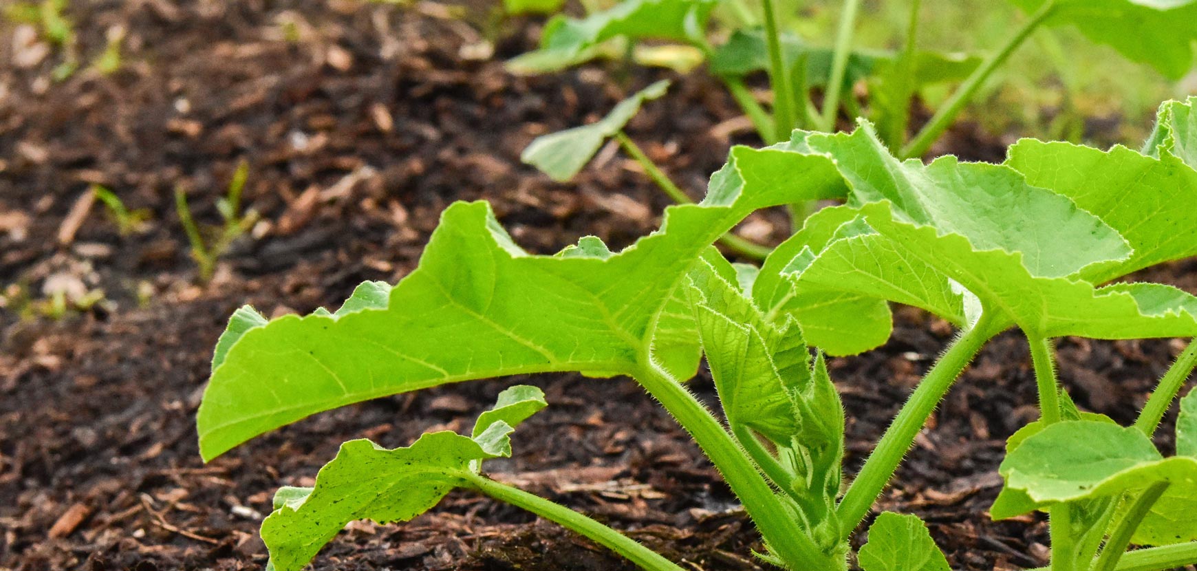 Plants de courges, courgettes, cornichons, melons