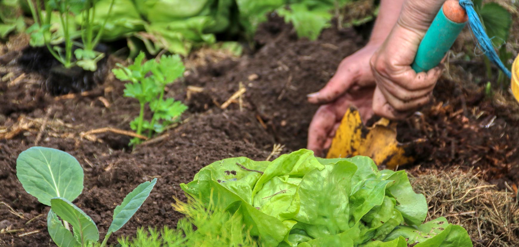 Bulbi e aromatiche da orto