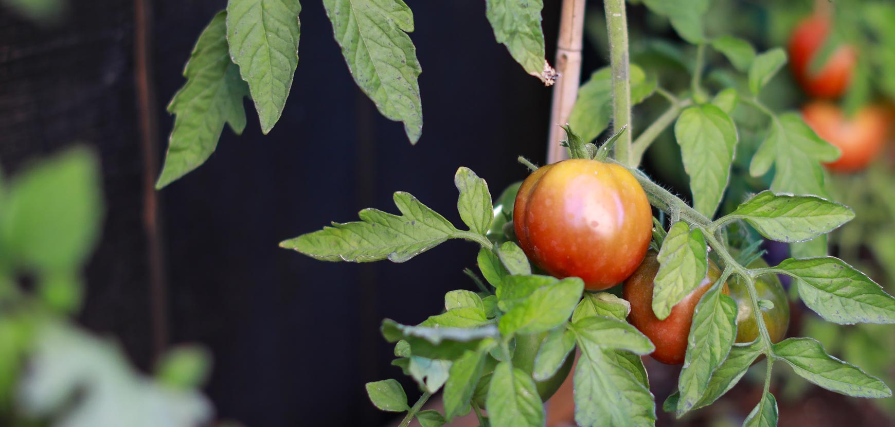 Plants potagers greffés