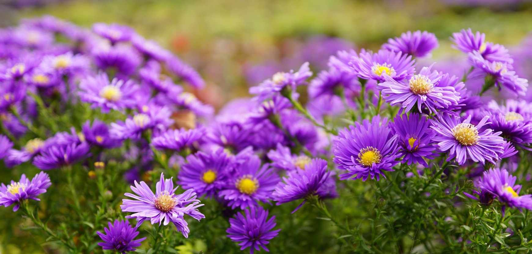 Des fleurs vivaces pour décorer facilement
