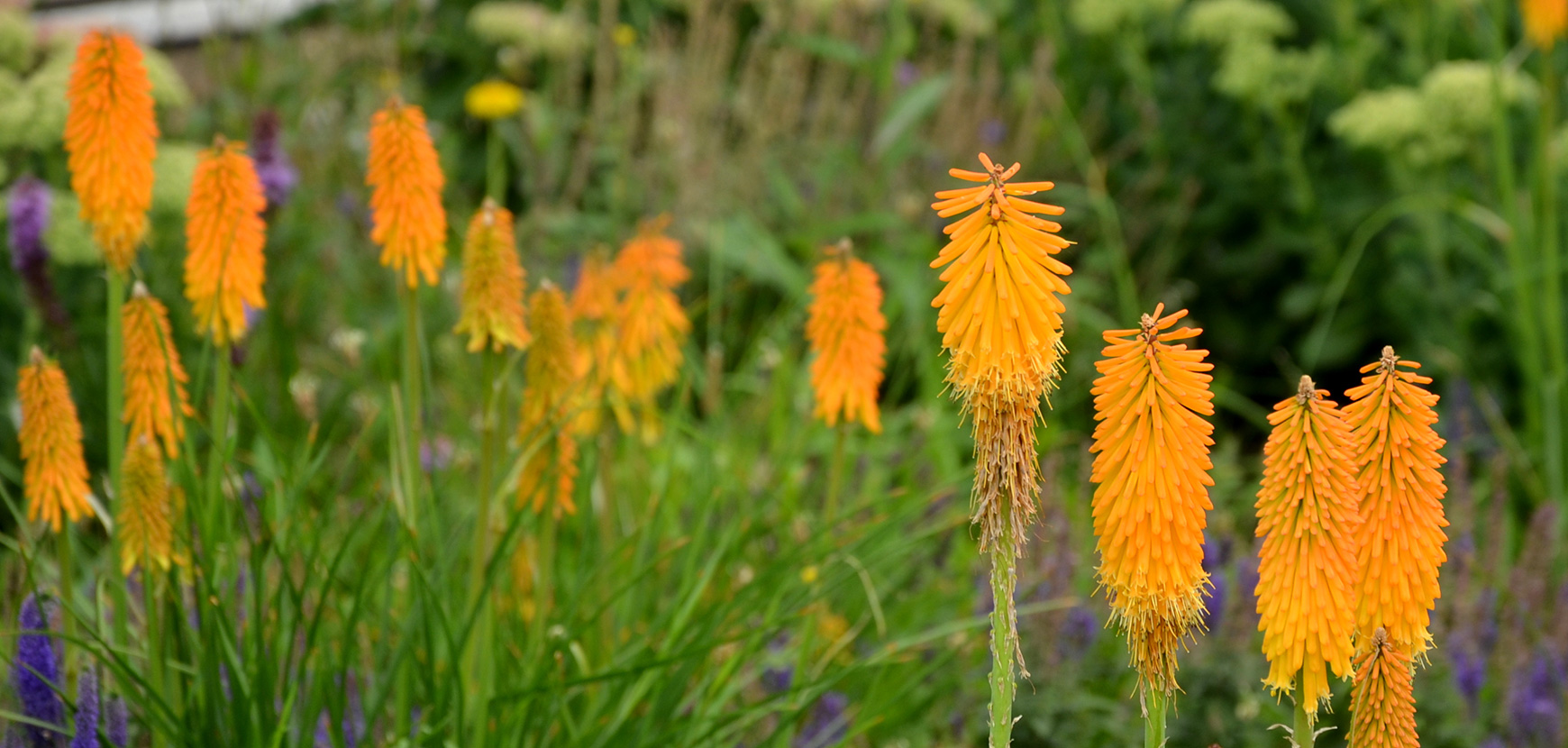 Kniphofias ou Tison de Satan