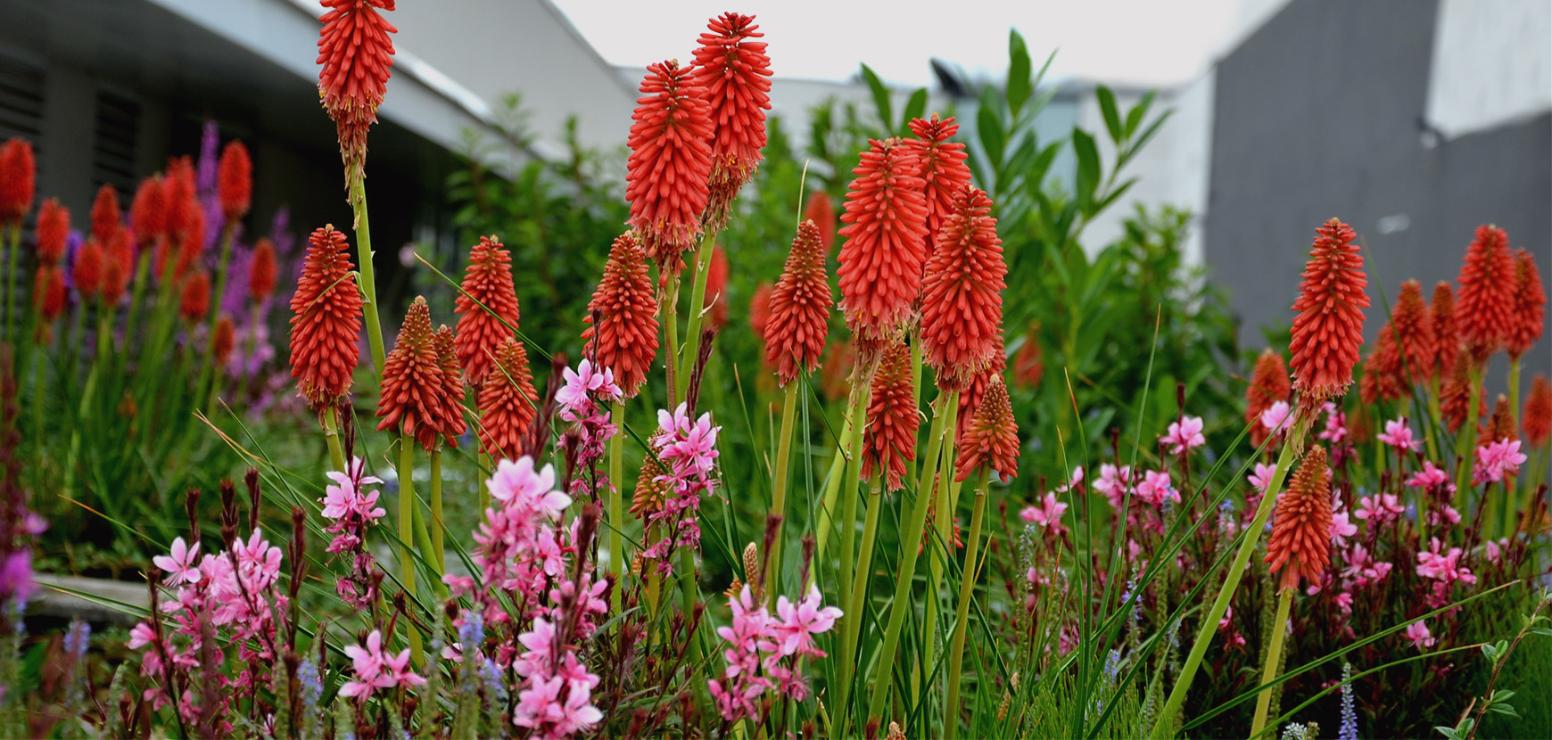 Piante perenni resistenti alla siccità