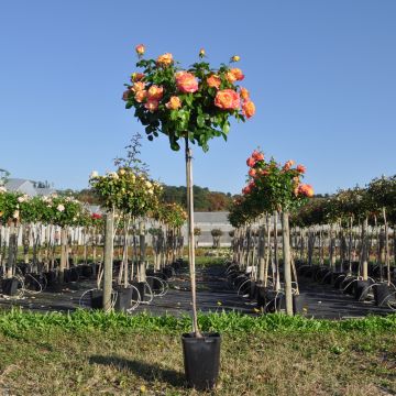 Rosiers tiges en pot de 6L
