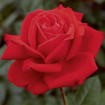 Rosa MARYLOU ® Meilitchy