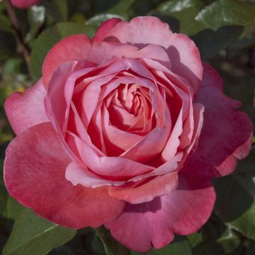 Rosa DRAKKAR ® Meikolyma