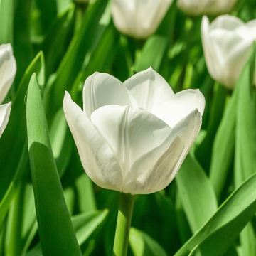 Tulipe Triomphe Royal Virgin