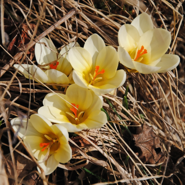 Crocus Botanique Romance