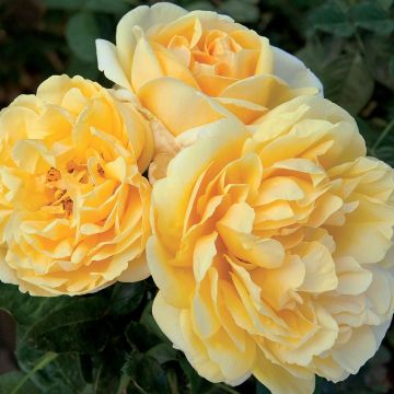 Rosa MICHELANGELO ® Meitelov