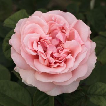 Rosa DONATELLA ® Meikerira