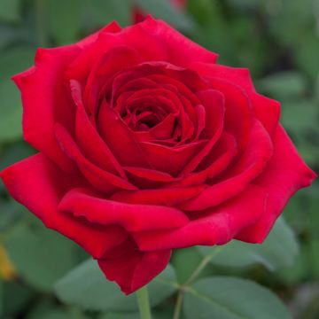 Rosa Jubilé PAPA MEILLAND ® Meiceazar