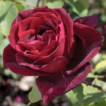 Rosa rampicante PAPA MEILLAND Meisarsar