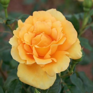 Rosa EUREKA ® Meizambaizt