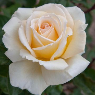 Rosa CHRISTOPHE DECHAVANNE ® Meibarbaru