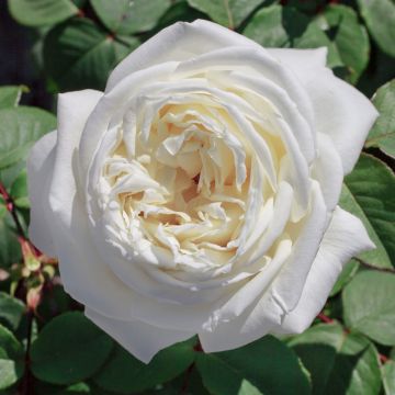 Rosaio Jeanne Moreau ® Meidiaphaz