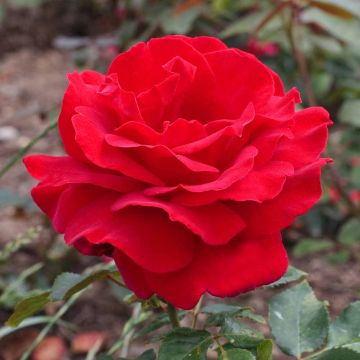 Rosa Victor Hugo ® Meivestal