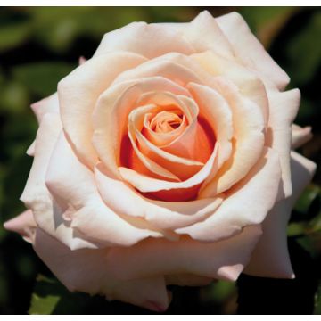 Rosa PAUL RICARD Meinivoz