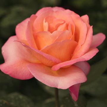 Rosa JAZZ FESTIVAL® Meizizany