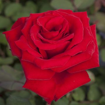 Rosaio Marcel Pagnol ® Meisoyris