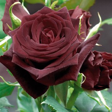 Rosa Black BACCARA ® Meidebenne
