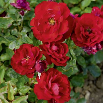 Rosa Lili Marlène