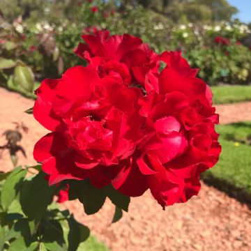 Rosa Matthias Meilland ® Meifolio