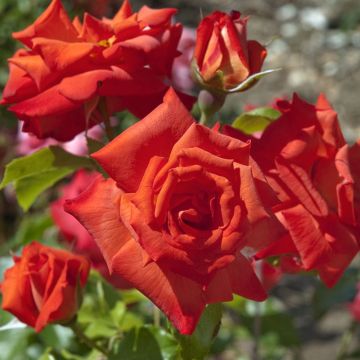 Rosa RUSTICANA ® Poppy Flash