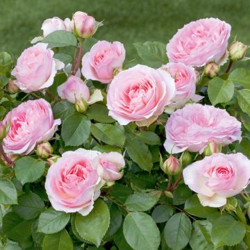 ROSIER SOPHIA ROMANTICA ® Meisselpier